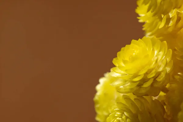 一丛丛枯死的不朽花朵作为背景。Helichrysum arenarium或dwarf ever last, close-close. — 图库照片