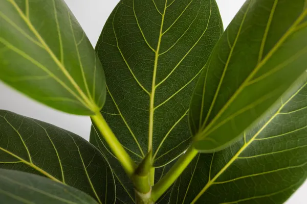 Ficus Altissima Variegated benghalensis Beyaz zemin üzerinde güzel yaprak izole, yeşil bitki yaprakları 