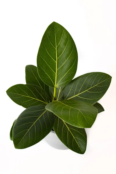 Ficus Altissima Variegated benghalensis Folha bonita sobre fundo branco isolado, folhas de plantas verdes — Fotografia de Stock
