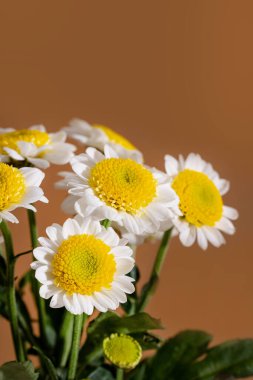 Beyaz papatya çiçek çiçek sarı rahim ile olan yakın çekim