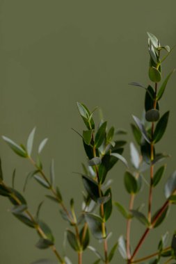 Koyu arkaplanda yeşil okaliptüs dalları, makroyu kapat