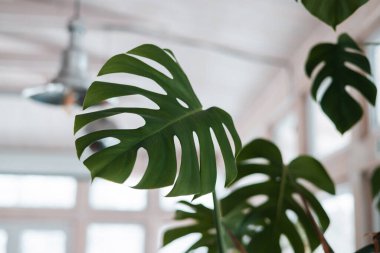 Güzel ve alışılmadık canavar yaprakları diğer yeşil bitki ve dalların arka planında. Canavar Tayland Takımyıldızı. Çok güzel tropikal bitkiler.