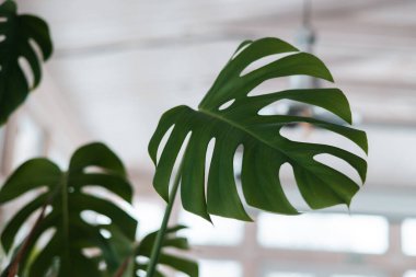 Güzel ve alışılmadık canavar yaprakları diğer yeşil bitki ve dalların arka planında. Canavar Tayland Takımyıldızı. Çok güzel tropikal bitkiler.