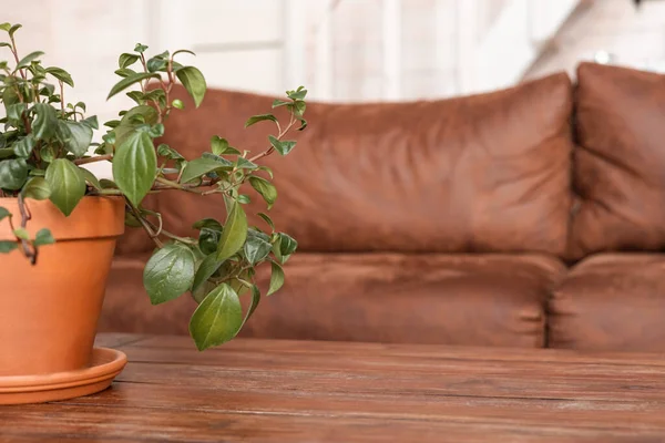 Vieux canapé en cuir marron et fond de maison en bois plantin. Canapé en peau orange vieilli avec oreillers, intérieur à la lumière naturelle du jour — Photo