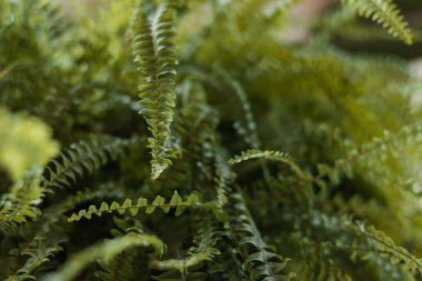 Nephrolepis exaltata, Boston eğreltiotu, Green Lady. İç mekanın güzel ve modern alanı. Ev bahçesi. Derinlik odaklı yaprakları olan yeşil eğreltiotu. Kostenets, Daimi eğrelti otu