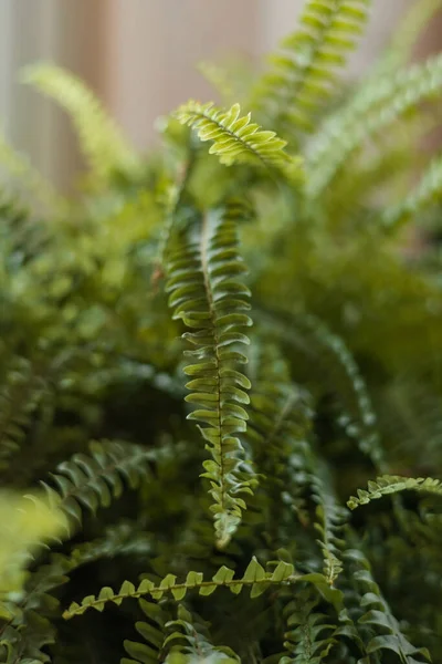 Nephrolepis exaltata ,Boston fern, Green Lady . Nice and modern space of home interior. Home garden.Green fern with leaves with shallow depth focus. Kostenets ,Perennial fern — Stock Photo, Image