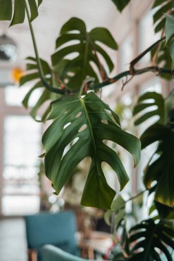Green home plant monstera in modern style on vintage background. Nature trendy design. Vintage style. Modern design