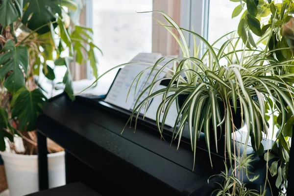 Black piano at home with green plants, music and garden concept side view — Photo