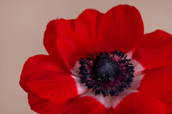 Schöne dunkelrote Anemone Dahlie Blüte auf neutralem Hintergrund. Vintage floralen Hintergrund. Realistische botanische Makrofotografie. Grüne Farbe. Rosengarten. — Stockfoto