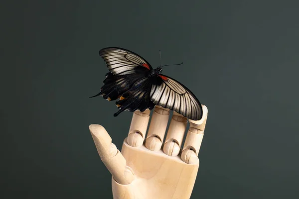 Butterfly papilio lowi still life concept on wooden hand on dark green background, human and wild life