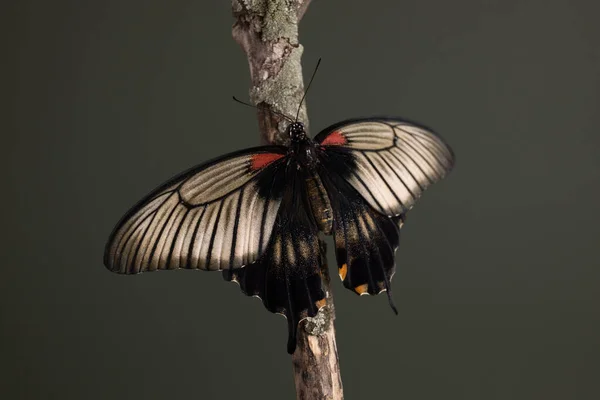 Schmetterling papilio lowi Stillleben Konzept auf hölzerner Hand auf dunkelgrünem Hintergrund, menschliches und wildes Leben — Stockfoto