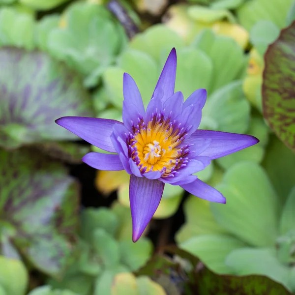 Blue water lily, lotus — Stock Photo, Image