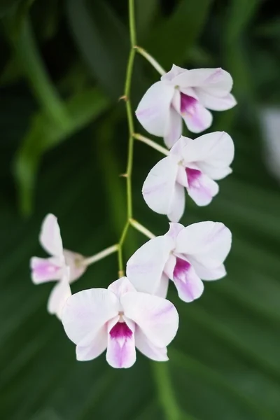 Orquídea tailandesa — Foto de Stock