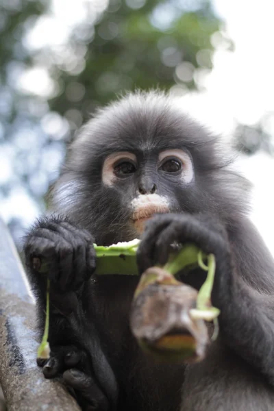 Mono de hoja oscura — Foto de Stock