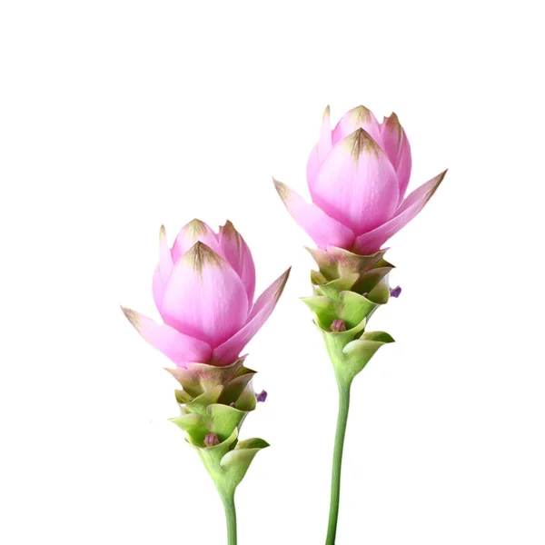 Tulipa-siam — Fotografia de Stock