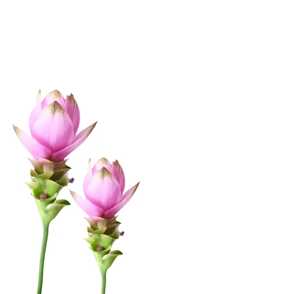 Tulipa-siam — Fotografia de Stock