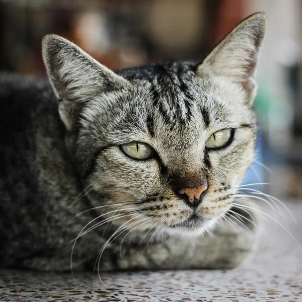 Тайська-кішка — стокове фото