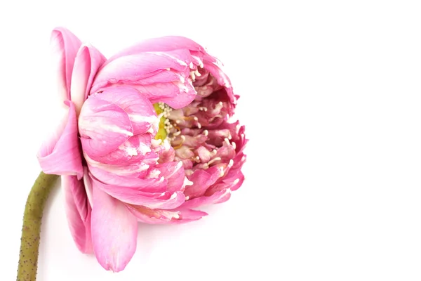 Pink lotus on white background — Stock Photo, Image