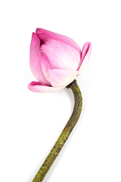 Pink lotus on white background — Stock Photo, Image