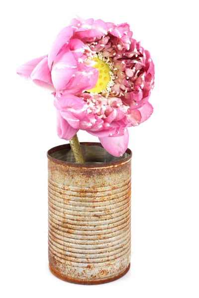 Lótus rosa sobre fundo branco — Fotografia de Stock
