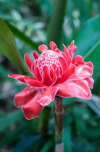 Flower — Stock Photo, Image