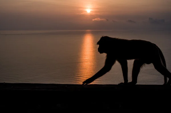 Thailändischer Affe — Stockfoto