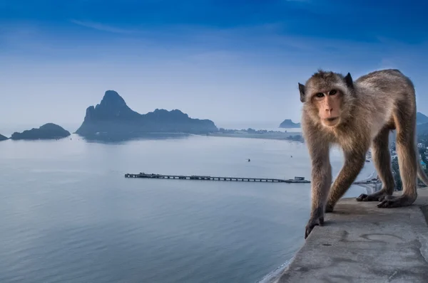 Mono tailandés — Foto de Stock