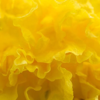 Sarı tasarlamak çiçek arka plan