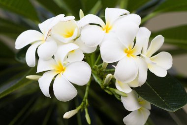 Frangipani çiçekler