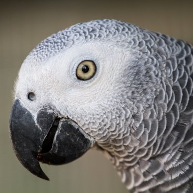 Beyaz eclectus papağanı