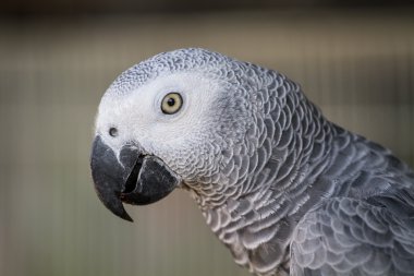 Beyaz eclectus papağanı