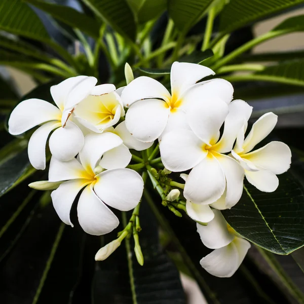 Frangipani flowers — Stock Photo, Image