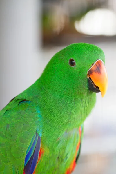 Yeşil eclectus papağanı