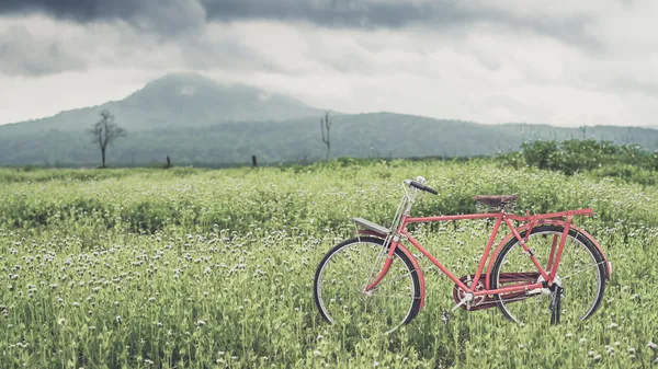 Bicicletta rossa — Foto Stock