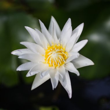 Beyaz lotus