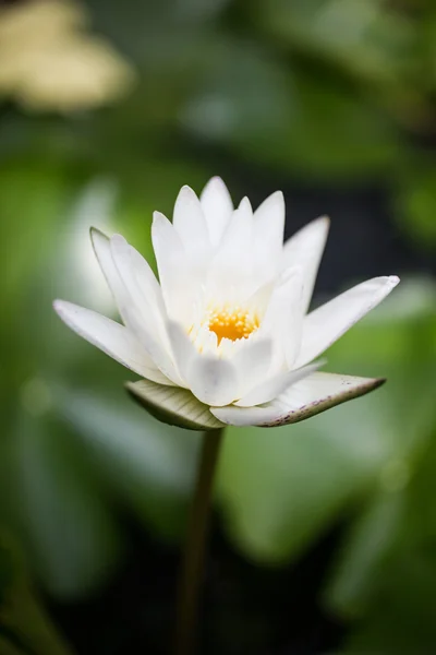 Beyaz lotus — Stok fotoğraf