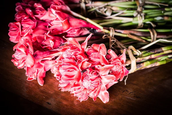 Rode bloem fakkel gember — Stockfoto