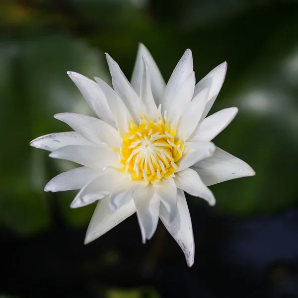 Beyaz lotus — Stok fotoğraf