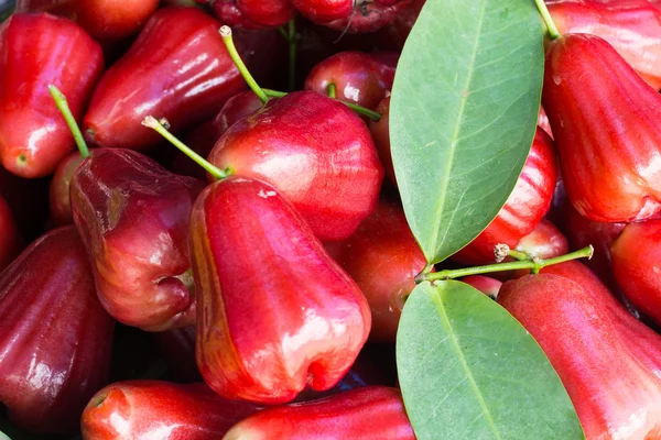 Rosa roja manzana — Foto de Stock