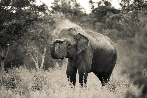 Éléphant d'Asie — Photo