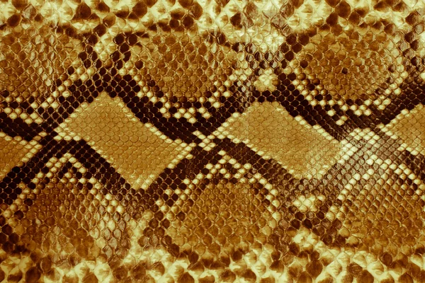 Snake skin — Stock Photo, Image