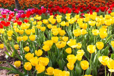 sıcak güneşin altında laleler