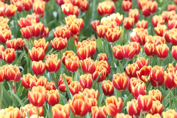 Tulpen in het warme zonlicht — Stockfoto