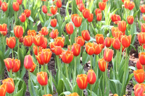 Tulpen in het warme zonlicht — Stockfoto