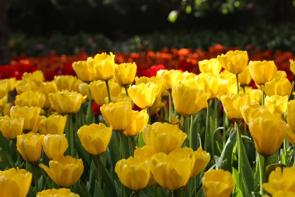 Tulipanes a la luz del sol — Foto de Stock