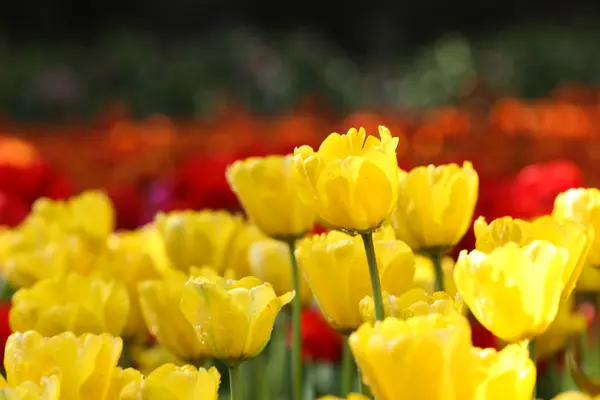 Tulipanes a la luz del sol — Foto de Stock