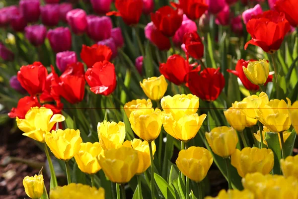 Tulipanes a la luz del sol — Foto de Stock