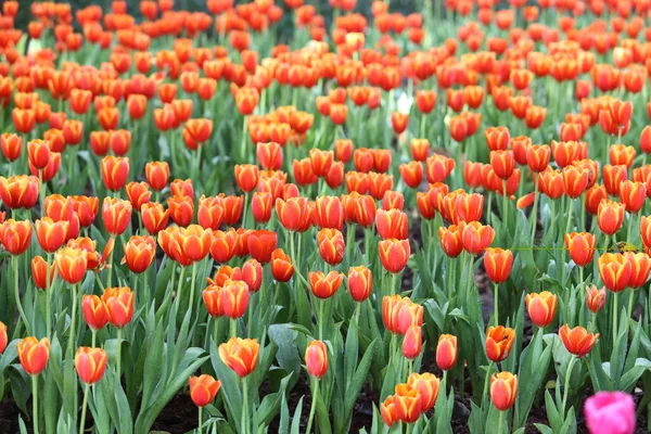 Tulipas em luz solar quente — Fotografia de Stock