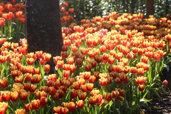 Tulipas em luz solar quente — Fotografia de Stock