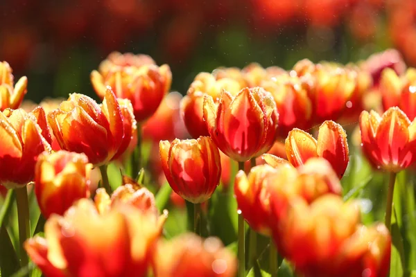 Tulipanes a la luz del sol — Foto de Stock